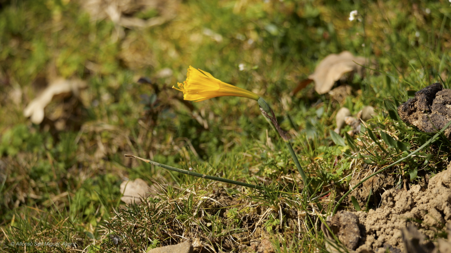 Flor "Narcissus bulbocodium"