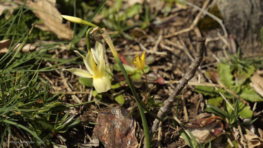 Flor "Narcissus pallidulus"