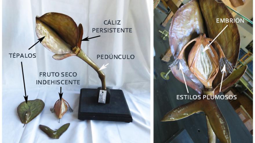 partes del modelo didáctico