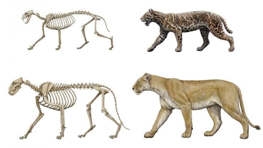 Imagen Taller juvenil Dientes de sable