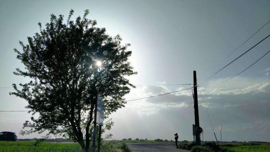 Una fotografía de Carla Oset donde se ve un árbol al lado de una carretera