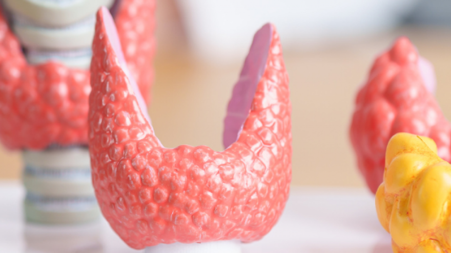 Modelo en 3D de glándula tiroideaa que tien eforma de mariposa o de alas