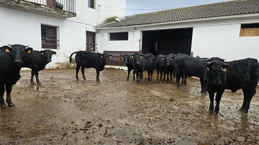La Comunidad de Madrid entrega diez reses de vaca Avileña-negra ibérica