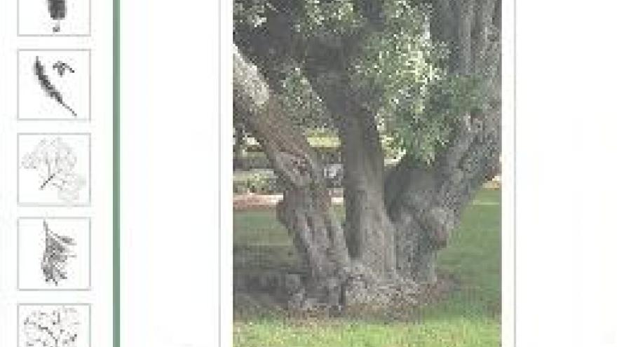 Singular trees of Madrid