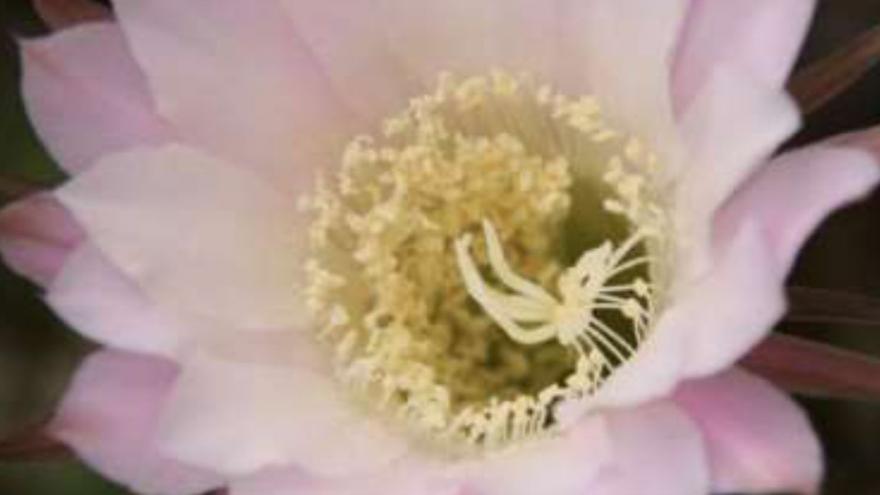 Flor_cactus
