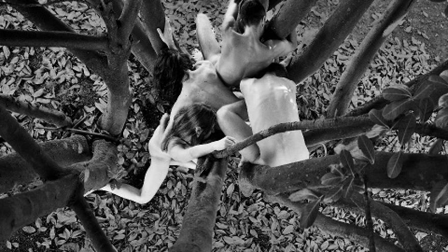 imagen de varios bailarines del espectáculo Joy enredados en las ramas de un árbol