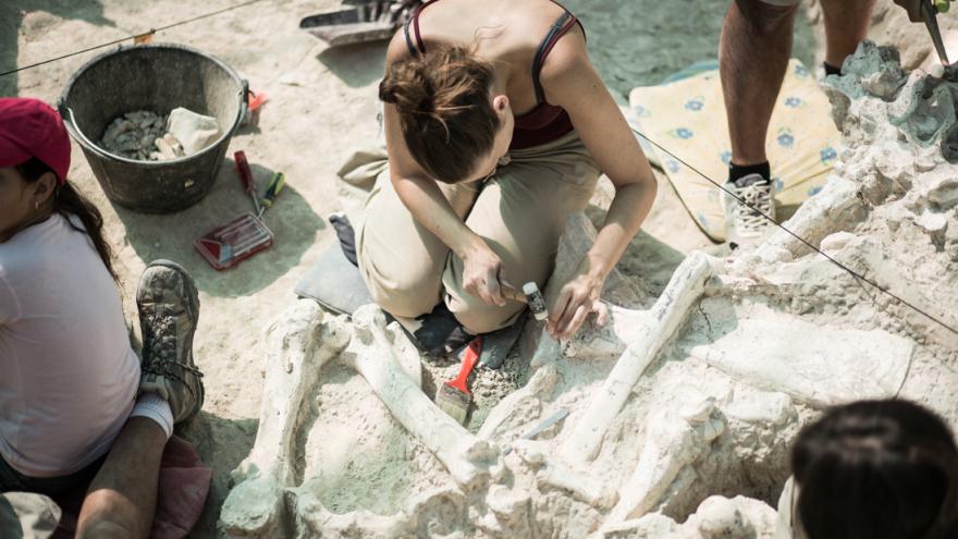 Image of the giraffe skeleton in Battalion 10 in 2014