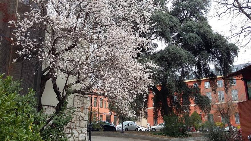 Conservatorio de Amaniel