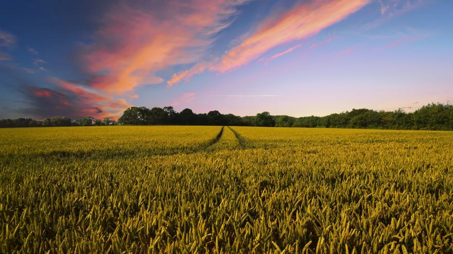 campo atardecer