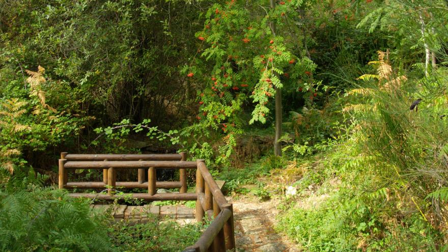 Un parque con muchos árboles