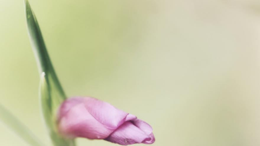 Fotografía de una flor rosa 