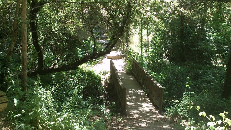 bosque