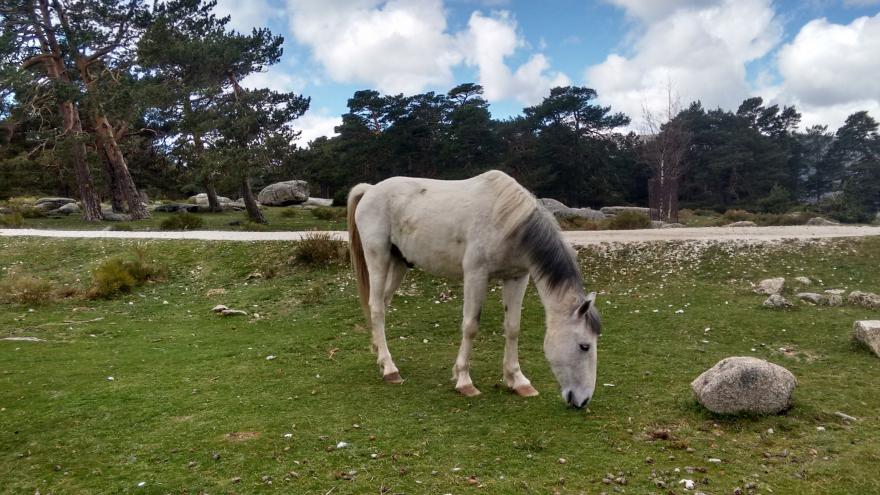 imagen de caballo en la Sierra de Guadarrama