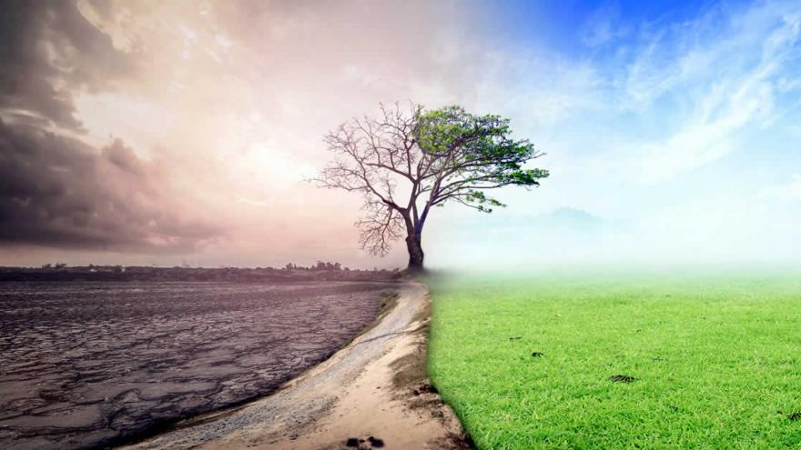 Camino con árbol al fondo y prado y tierra a cada uno de sus lados