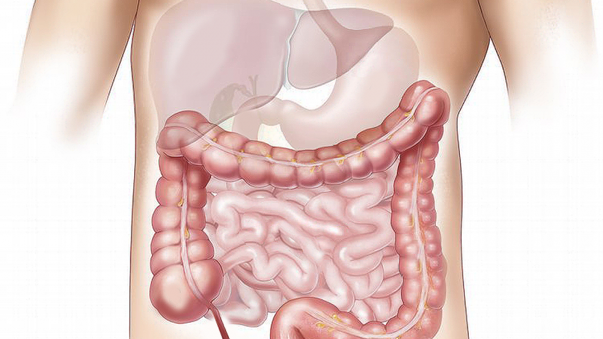 El colon en el cuerpo humano