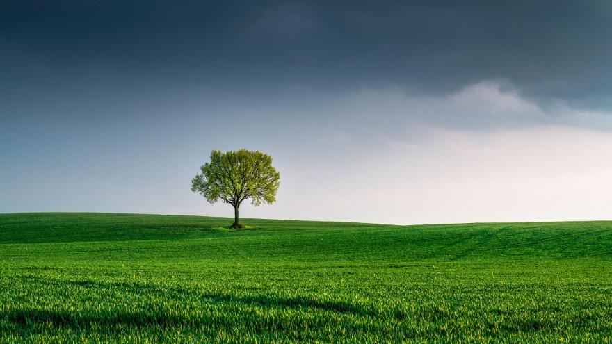 Arbol en un campo verde y al fondo una tormenta