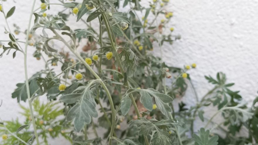 Planta de artemisia