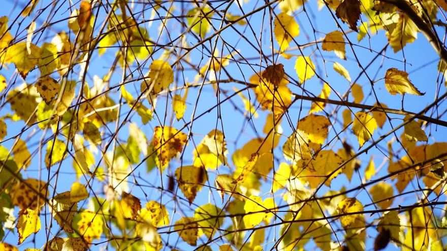 Ramas de Abedul (Betula)