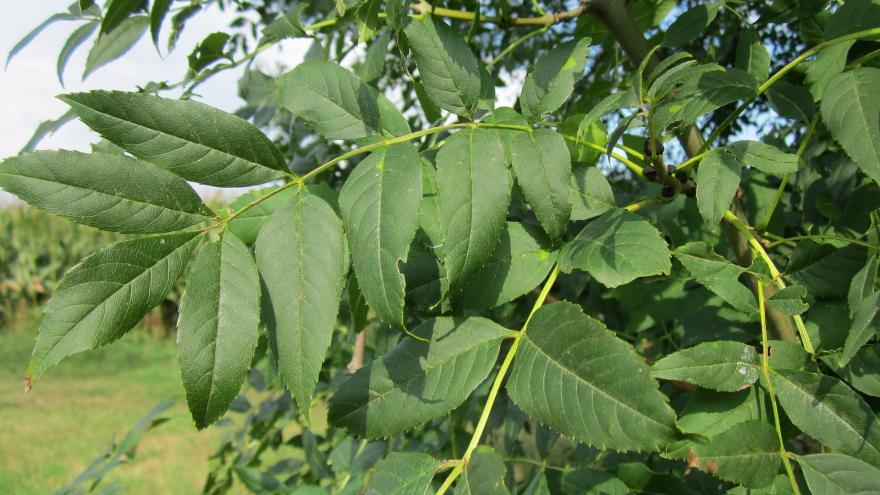 Hoja de fresno (Fraxinus)