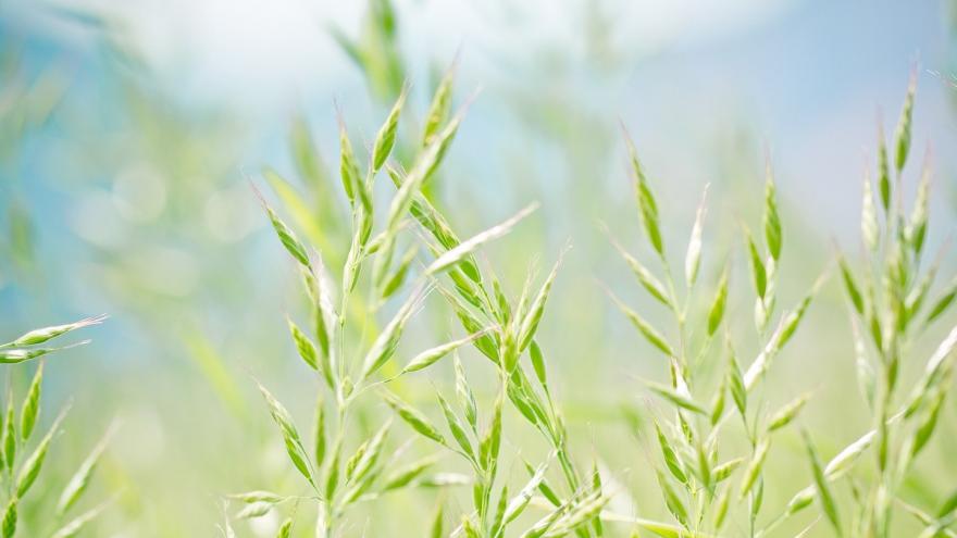 Gramíneas (Poaceae)