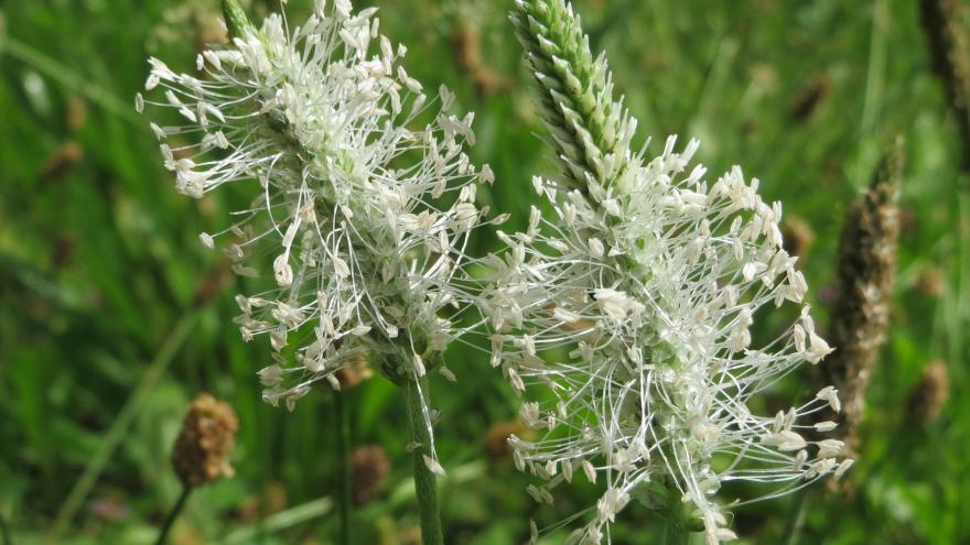 Detalle Plantago (Llantén)