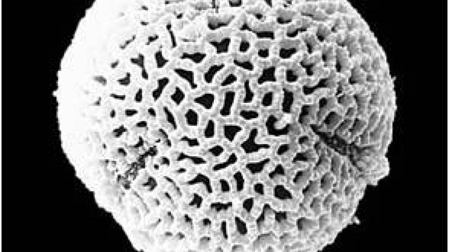 Polen de Olea (olivo) Imagen de polen de Olea (olivo) al microscopio electrónico
