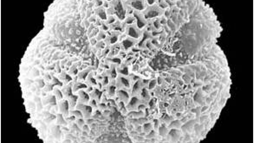Polen de Salix (sauce) Imagen de grano de polen de Salix (sauce) al microscopio electrónico