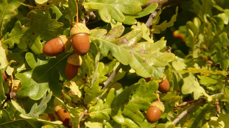 Roble (Quercus)