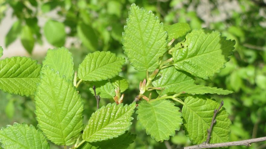 Hoja de olmo (Ulmus)