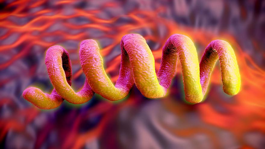 bacteria de la sífilis