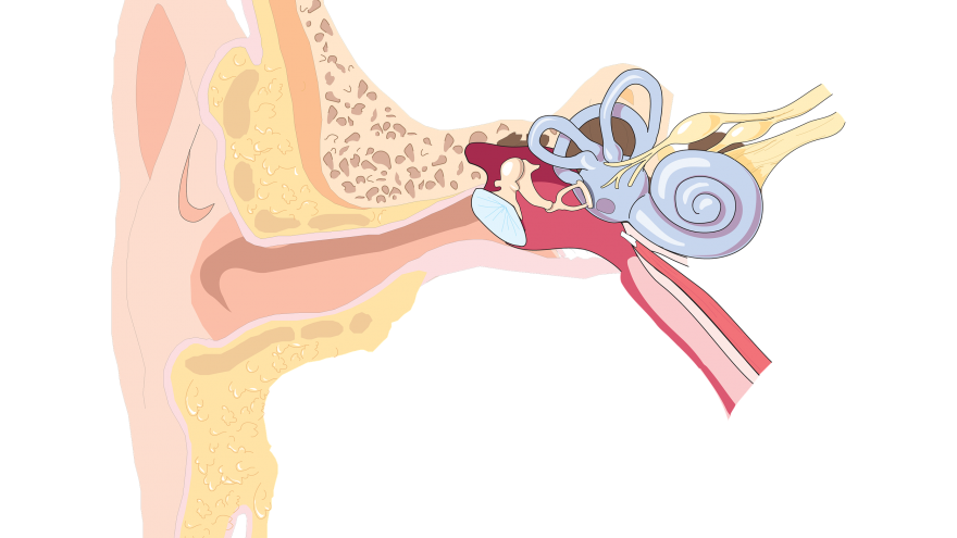 Esquema interno del oído