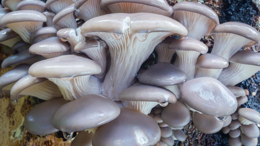 Pleurotus ostreatus (seta de ostra) cultivado