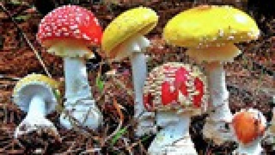 Amanita muscaria