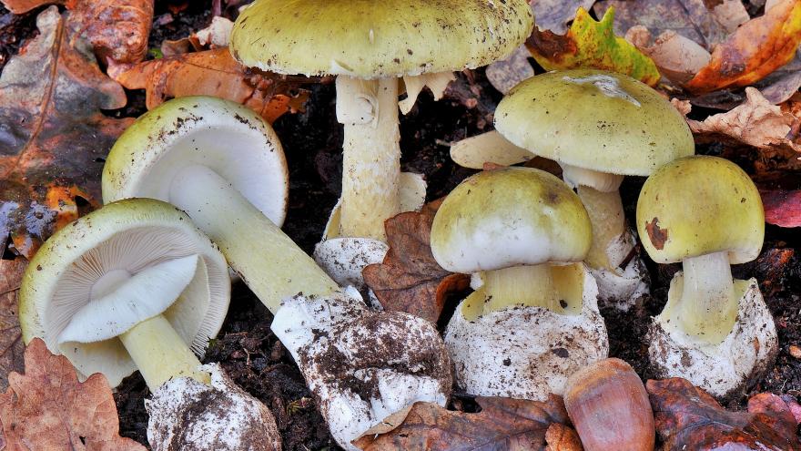 Amanita phalloides