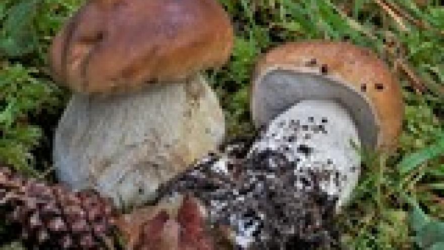 Boletus edulis