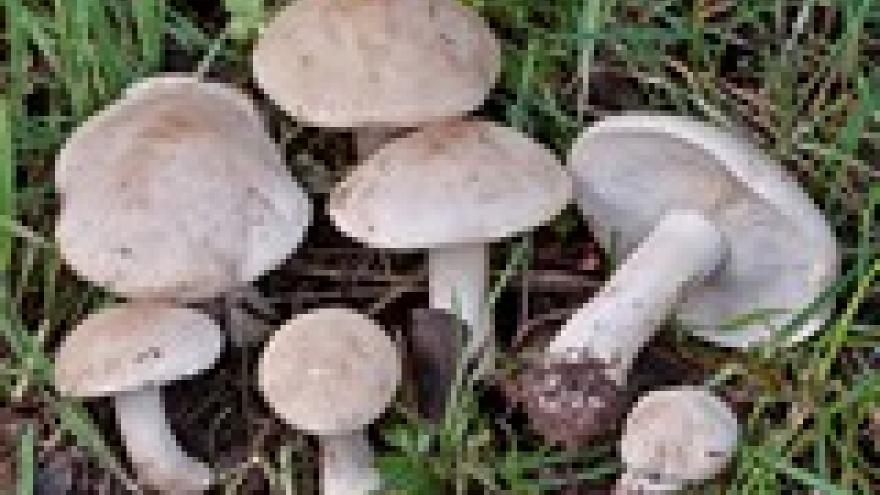 Calocybe gambosa