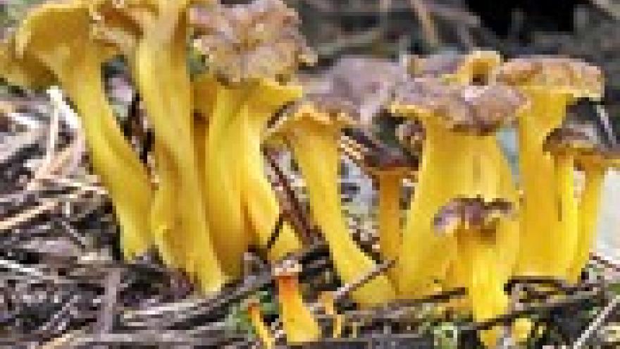 Cantharellus lutescens