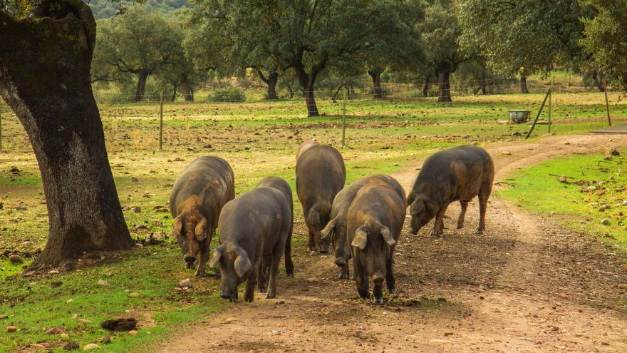 Cinco cerdos ibéricos hozando en una dehesa de encinas