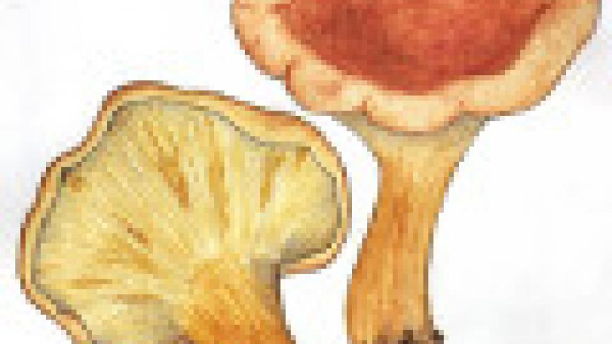 Clitocybe acromelalga