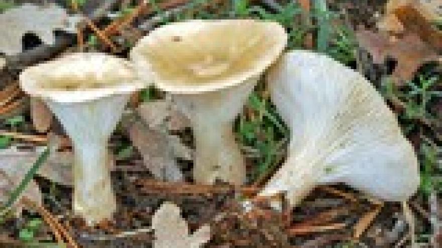 Clitocybe geotropa