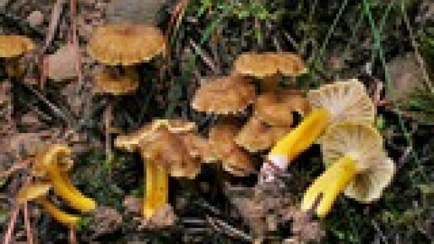 Cantharellus tubaeformis