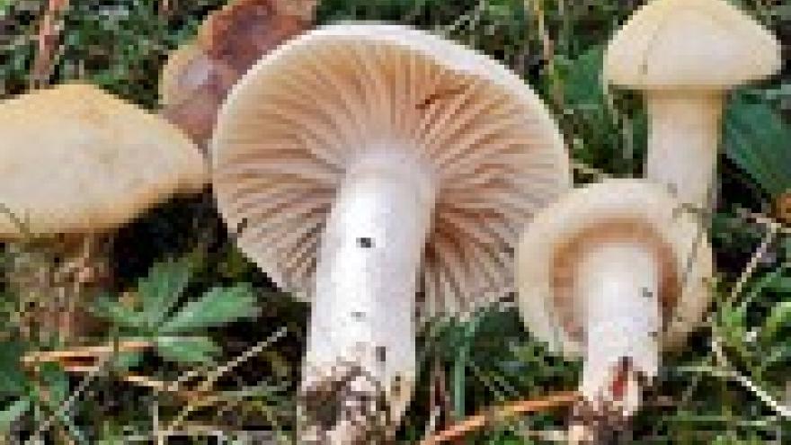 Hygrophorus gliocyclus