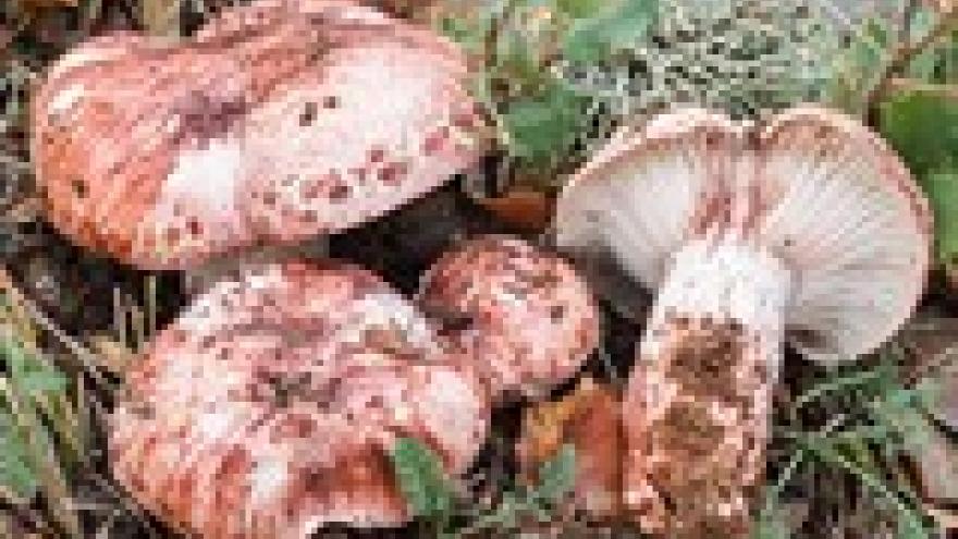 Hygrophorus russula