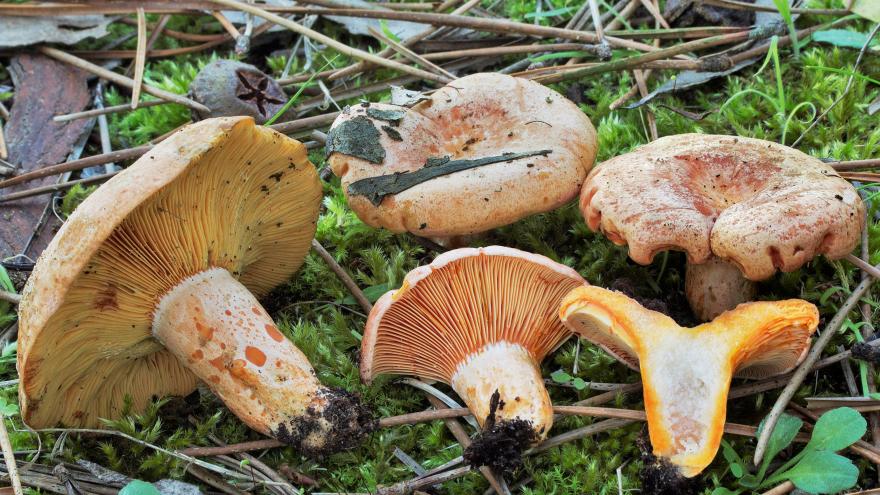 Lactarius deliciosus
