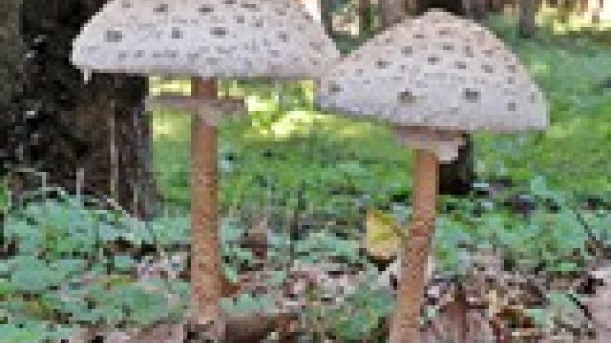 Macrolepiota procera
