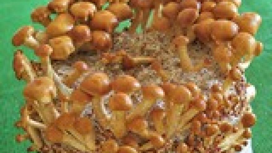 Pholiota nameko