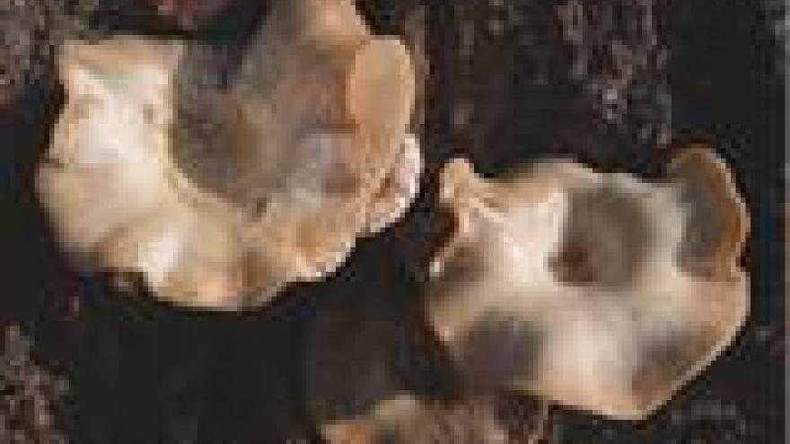 Pleurotus cystidiosus