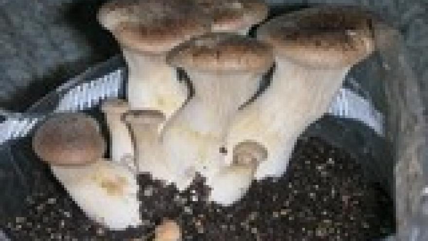 Pleurotus eryngii