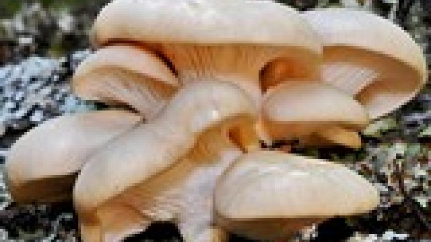 Pleurotus ostreatus