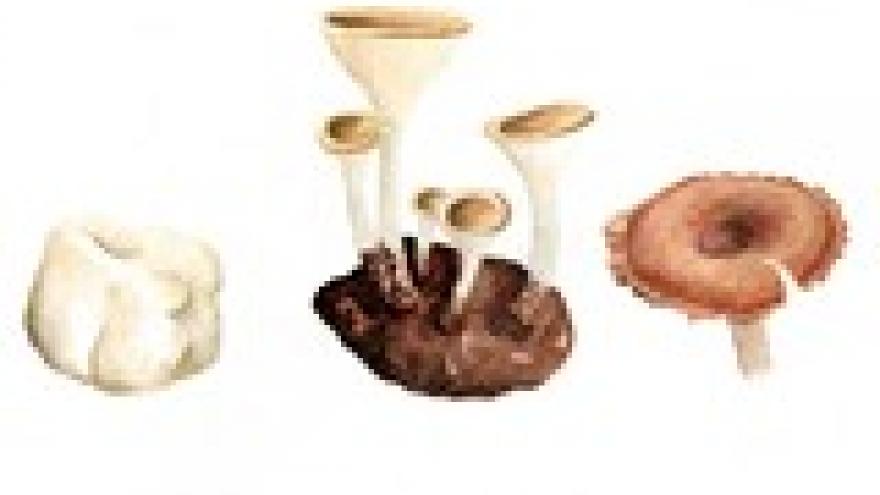 Pleurotus tuber-regium